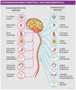 Sympathetic vs parasympathetic diagram
